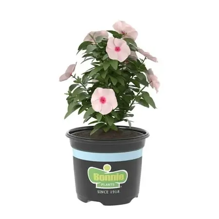 Apricot Vinca 25 Ounce Flowering Plant