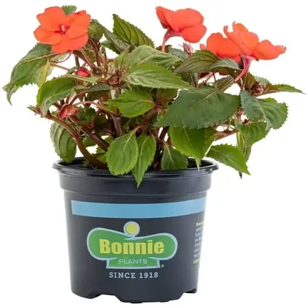 Coral Pink Sunpatiens Live Plant - 25 Ounce Container