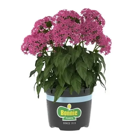 Violet Pentas 25 Ounce Flowering Plant