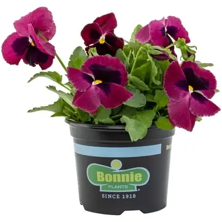 Red Blotch Pansy Live Plant, 25 Ounce Container