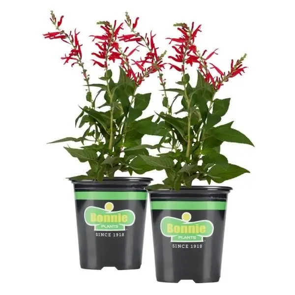 5 Inch Assorted Annual Flower Variety For Vibrant Gardens
