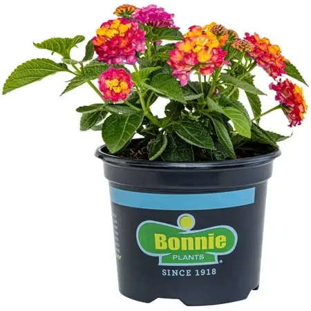 Pink & Yellow Lantana Live Plant - 25 Ounce Container