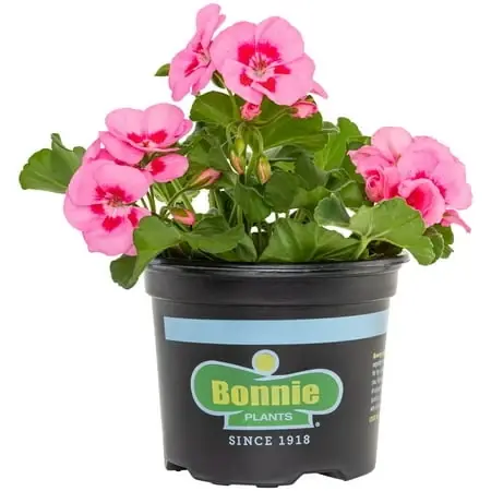 Pink Geranium Live Plant, 25 Ounces, Vibrant Flowering Perennial