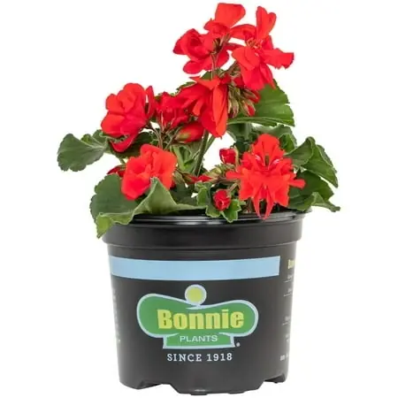 Red Geranium Live Plant, 25 Ounce, Vibrant Flowering Annual