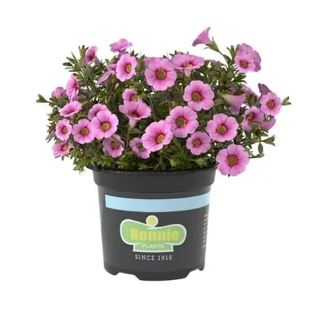 Pink Calibrachoa 25 Ounce Flowering Plant