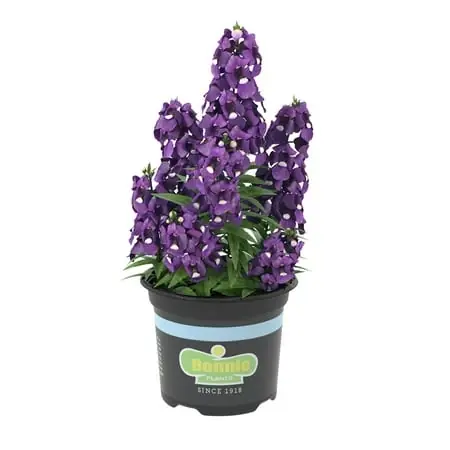 Purple Angelonia 25 Ounce - Vibrant Flowering Plant For Gardens