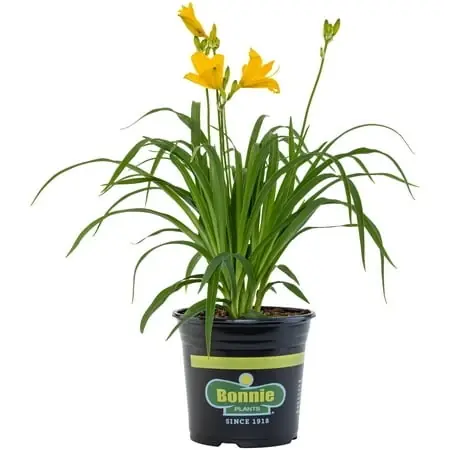 Gold Daylily 2.25 Quart - Vibrant Perennial Flowering Plant