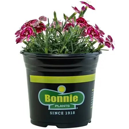 Red And Pink Dianthus Live Plant, 2.32 Quart Size