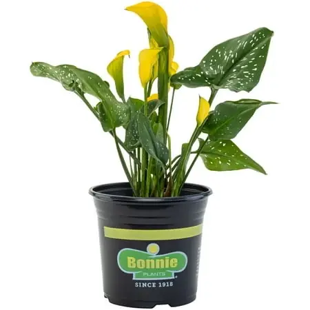 Yellow Calla Lily 2.25 Quart Potted Plant