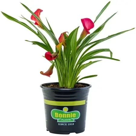 Pink Calla Lily 2.25 Quart Potted Plant