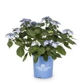 2-gallon Twist-n-shout Hydrangea Plant - Vibrant Blooms And Easy Care
