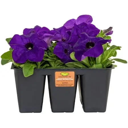 Bonnie Plants Purple Petunia 6-pack