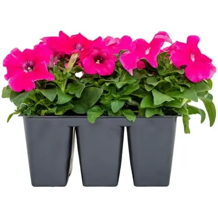 Bonnie Plants Rose Petunia 6-pack