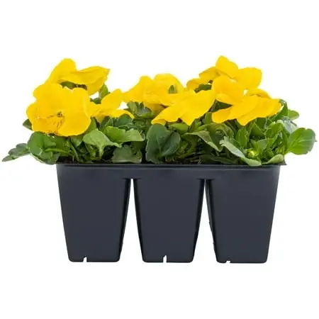 Bonnie Plants Yellow Pansy 6-Pack, Live Plants
