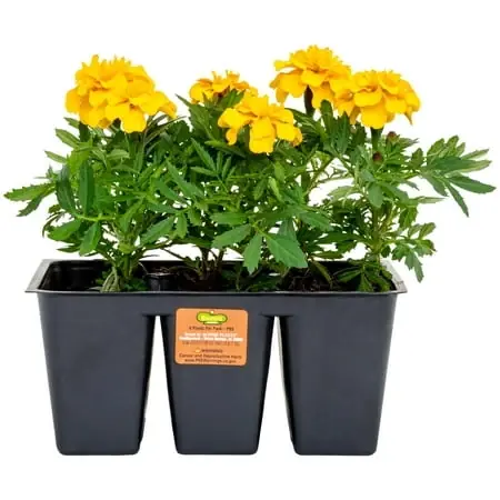 Bonnie Plants Gold Marigold 6-pack