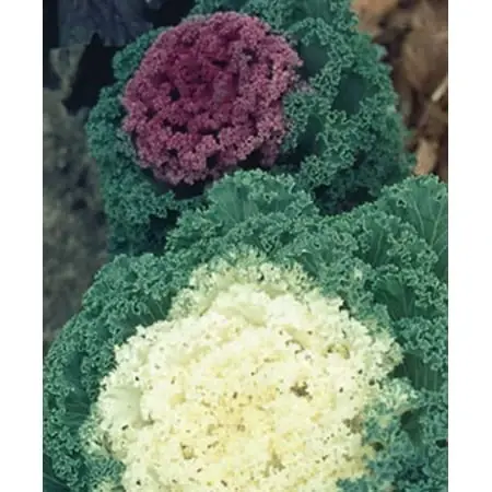 Flowering Kale 2.32 Quart - Vibrant Ornamental Plant For Gardens