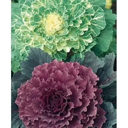 Flowering Cabbage 2.32 Quart - Ornamental Edible Plant