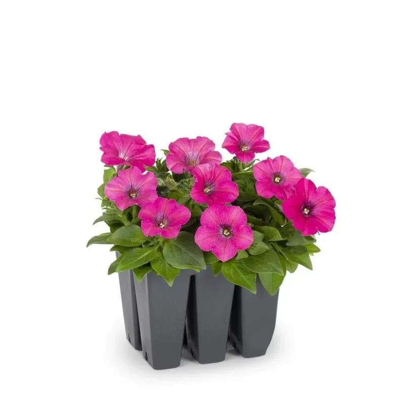 Assorted Flower Pack 6.3 Ounce - Vibrant Garden Blooms