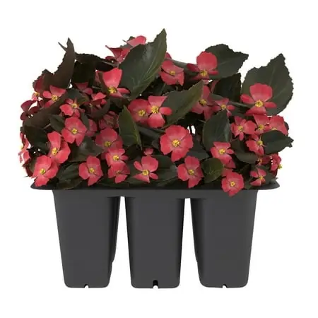 Bonnie Plants Bronze Leaf Red Begonia 6-Pack