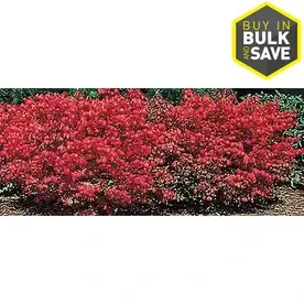 2.25-gallon Dwarf Burning Bush Foundation/hedge Shrub - L1009