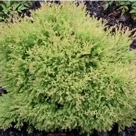 2-gallon Fire Chief Arborvitae Accent Shrub - L24222